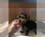 Small Photo #6 Yorkshire Terrier Puppy For Sale in BUNNELL, FL, USA