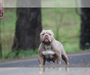 Mother of the American Bully puppies born on 04/30/2025