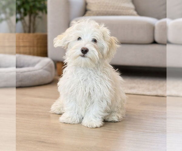 Medium Photo #1 Maltipoo (Miniature) Puppy For Sale in Phoenix, AZ, USA