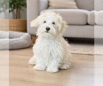 Small Maltipoo (Miniature)