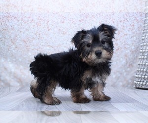 Yorkshire Terrier Puppy for sale in MARIETTA, GA, USA