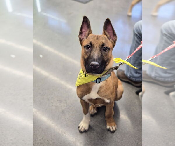 Medium Photo #6 Mutt Puppy For Sale in Minneapolis, MN, USA