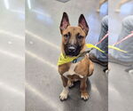 Small Photo #6 Mutt Puppy For Sale in Minneapolis, MN, USA