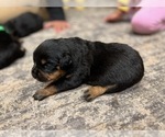 Small #10 Rottweiler