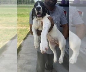 Fila Brasileiro Puppy for sale in ROSHARON, TX, USA