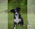 Small #5 Miniature Australian Shepherd