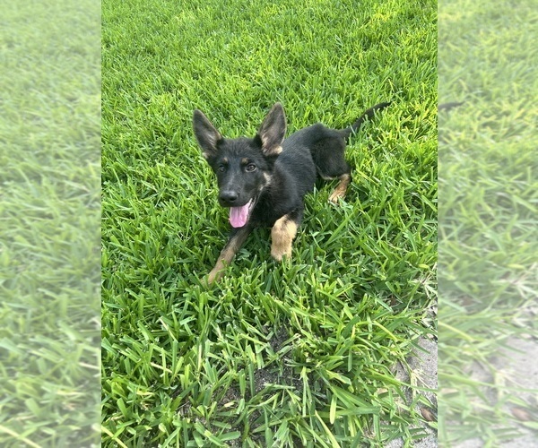 Medium Photo #17 German Shepherd Dog Puppy For Sale in TEMPLE, TX, USA