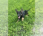 Small Photo #17 German Shepherd Dog Puppy For Sale in TEMPLE, TX, USA