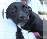 Small #1 Retriever  Mix