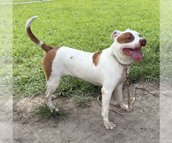 Medium Photo #2 Mutt Puppy For Sale in Virginia Beach, VA, USA