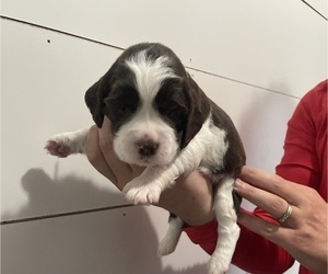 Medium English Springer Spaniel