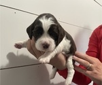 Puppy Mary English Springer Spaniel