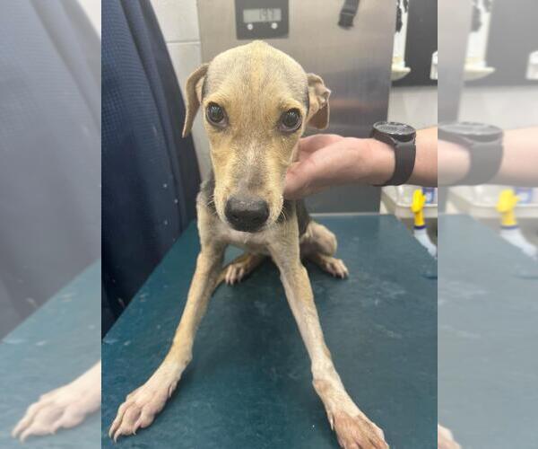 Medium Photo #1 Beagle-Unknown Mix Puppy For Sale in Mobile, AL, USA