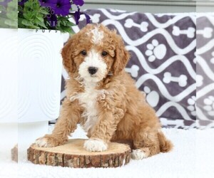 Goldendoodle (Miniature) Puppy for sale in NARVON, PA, USA
