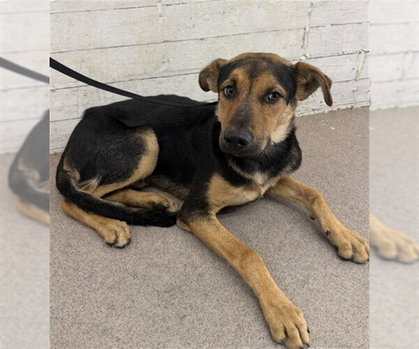 Medium Photo #1 German Shepherd Dog-Unknown Mix Puppy For Sale in San Bernardino, CA, USA