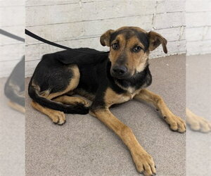German Shepherd Dog-Unknown Mix Dogs for adoption in San Bernardino, CA, USA