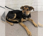DUKE - Male German Shepherd Dog-Unknown Mix Dog for Adoption - Small photo