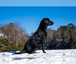 Small #24 Labrador Retriever