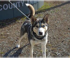 Siberian Husky Dogs for adoption in Martinez, CA, USA