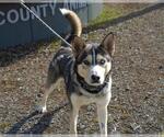 Small Siberian Husky