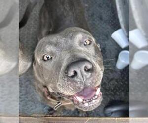 American Pit Bull Terrier Dogs for adoption in Houston, TX, USA