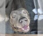 Small American Pit Bull Terrier