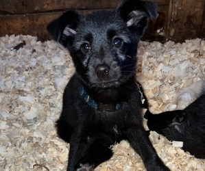 Alaskan Husky-Cairn Terrier Mix Puppy for sale in SILVER CREEK, NY, USA