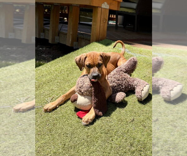Medium Photo #3 Bulldog-Doberman Pinscher Mix Puppy For Sale in Springdale, PA, USA