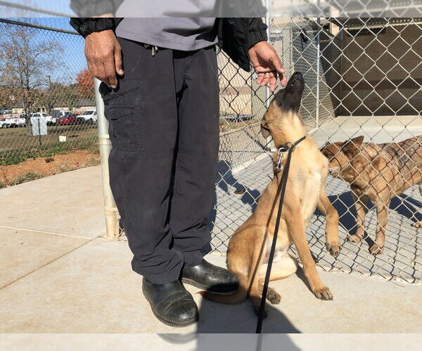 Medium Photo #3 Mutt Puppy For Sale in Imlay City, MI, USA