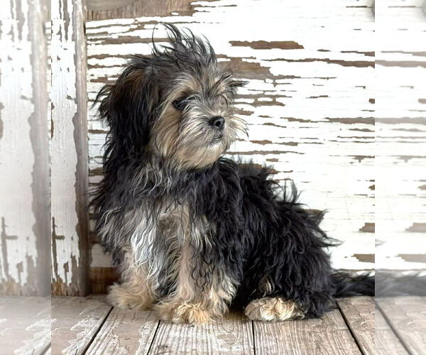 Medium Photo #5 Mutt Puppy For Sale in Boonton, NJ, USA