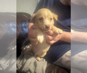 Labrador Retriever-Whippet Mix Dogs for adoption in New York, NY, USA
