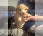 Small Labrador Retriever-Whippet Mix