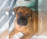 Puppy Licorice Boerboel