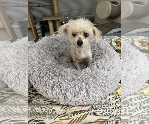 Medium Photo #3 Maltese-Unknown Mix Puppy For Sale in Plainfield, IL, USA