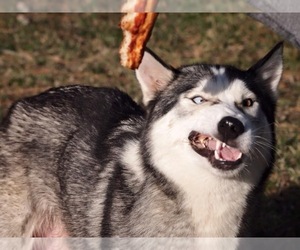 Siberian Husky Dogs for adoption in SALISBURY, MD, USA
