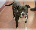 Small #2 American Pit Bull Terrier