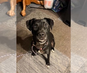 Bella *Help! I need a foster home!* - Female Labrador Retriever-Unknown Mix Dog for Adoption - Photo #6