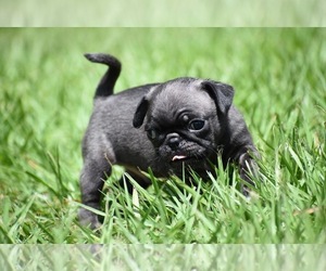 Pug Puppy for sale in PALM COAST, FL, USA