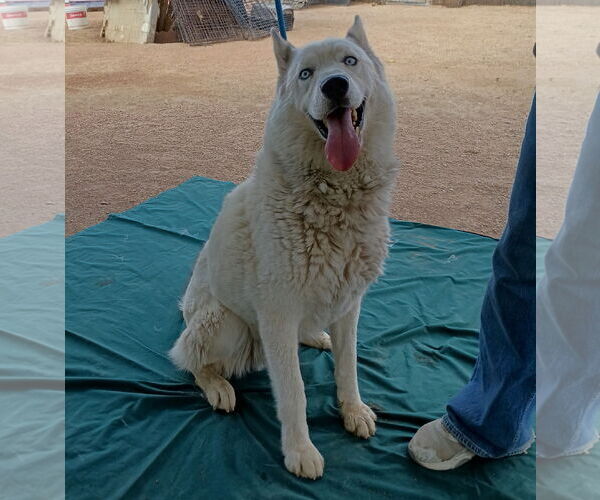 Medium Photo #4 Siberian Husky-Unknown Mix Puppy For Sale in Apple Valley, CA, USA