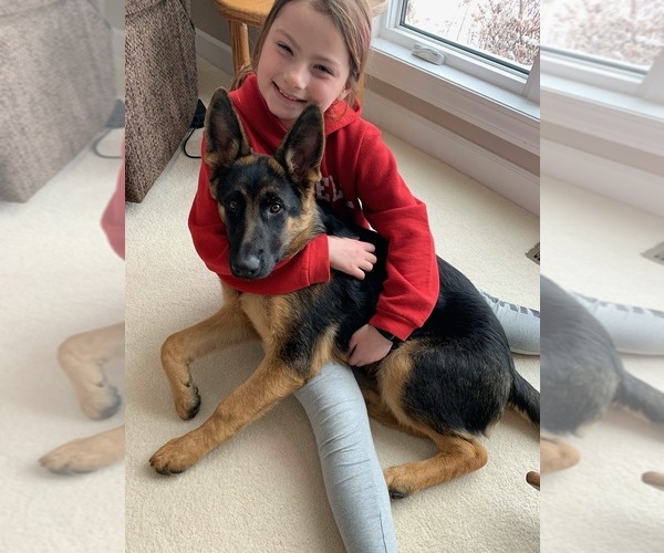 Medium Photo #35 German Shepherd Dog Puppy For Sale in LA FAYETTE, NY, USA