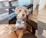 Small #4 Mutt