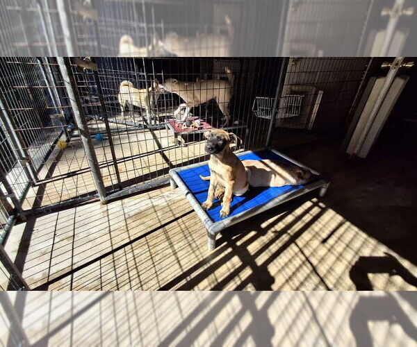 Medium Photo #9 Mutt Puppy For Sale in Sebec, ME, USA