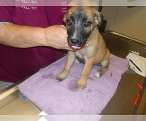 American Pit Bull Terrier-German Shepherd Dog Mix Dogs for adoption in Santa Rosa, CA, USA