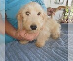 Small #2 Chiweenie-Poodle (Toy) Mix