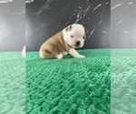 Small Photo #133 Boston Terrier Puppy For Sale in TULARE, CA, USA