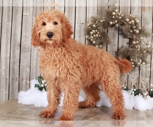 Goldendoodle Puppy for sale in MOUNT VERNON, OH, USA