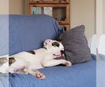 Small #6 American Pit Bull Terrier Mix