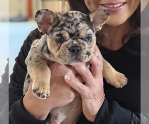 French Bulldog Puppy for Sale in AUSTIN, Texas USA