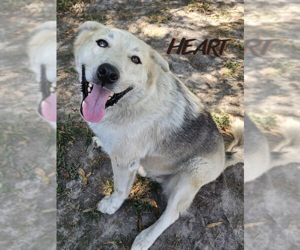 Medium Photo #3 Siberian Husky Puppy For Sale in Severn, MD, USA