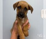 Small Photo #3 Carolina Dog-Unknown Mix Puppy For Sale in Washington, DC, USA